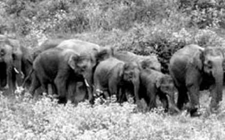Elephants at New Hope Muniguda